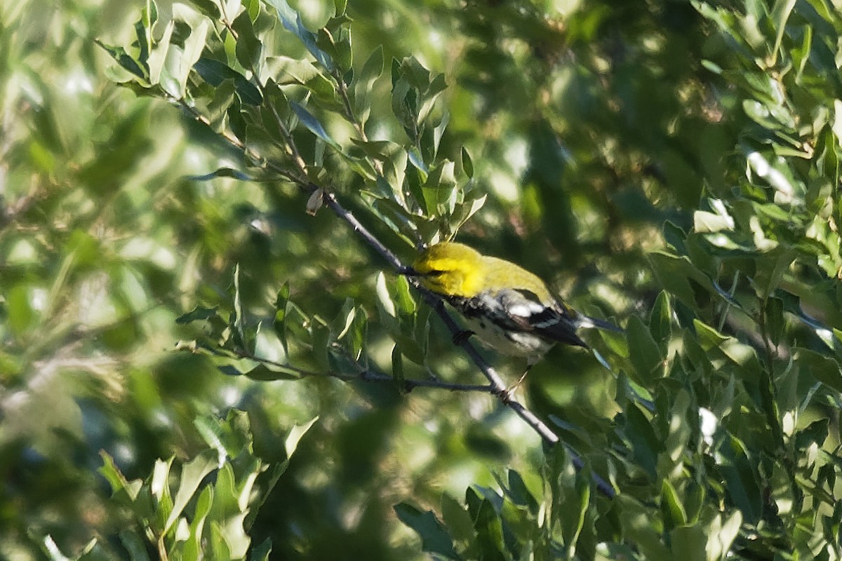 Black-throated Green Warbler - Dina Perry