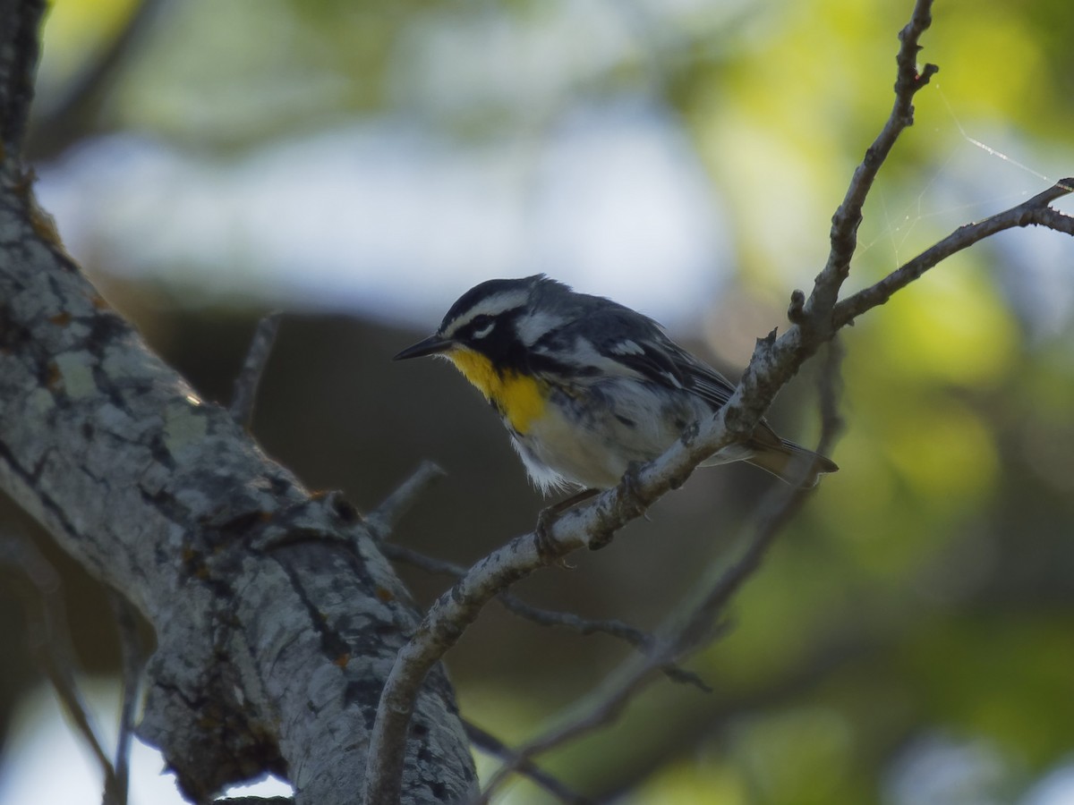 Yellow-throated Warbler - Dina Perry