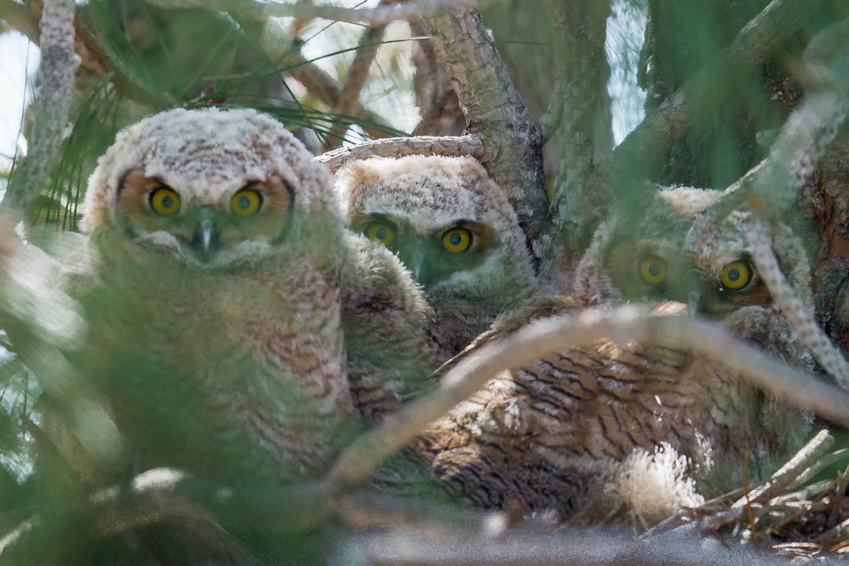Great Horned Owl - Jeff Bleam