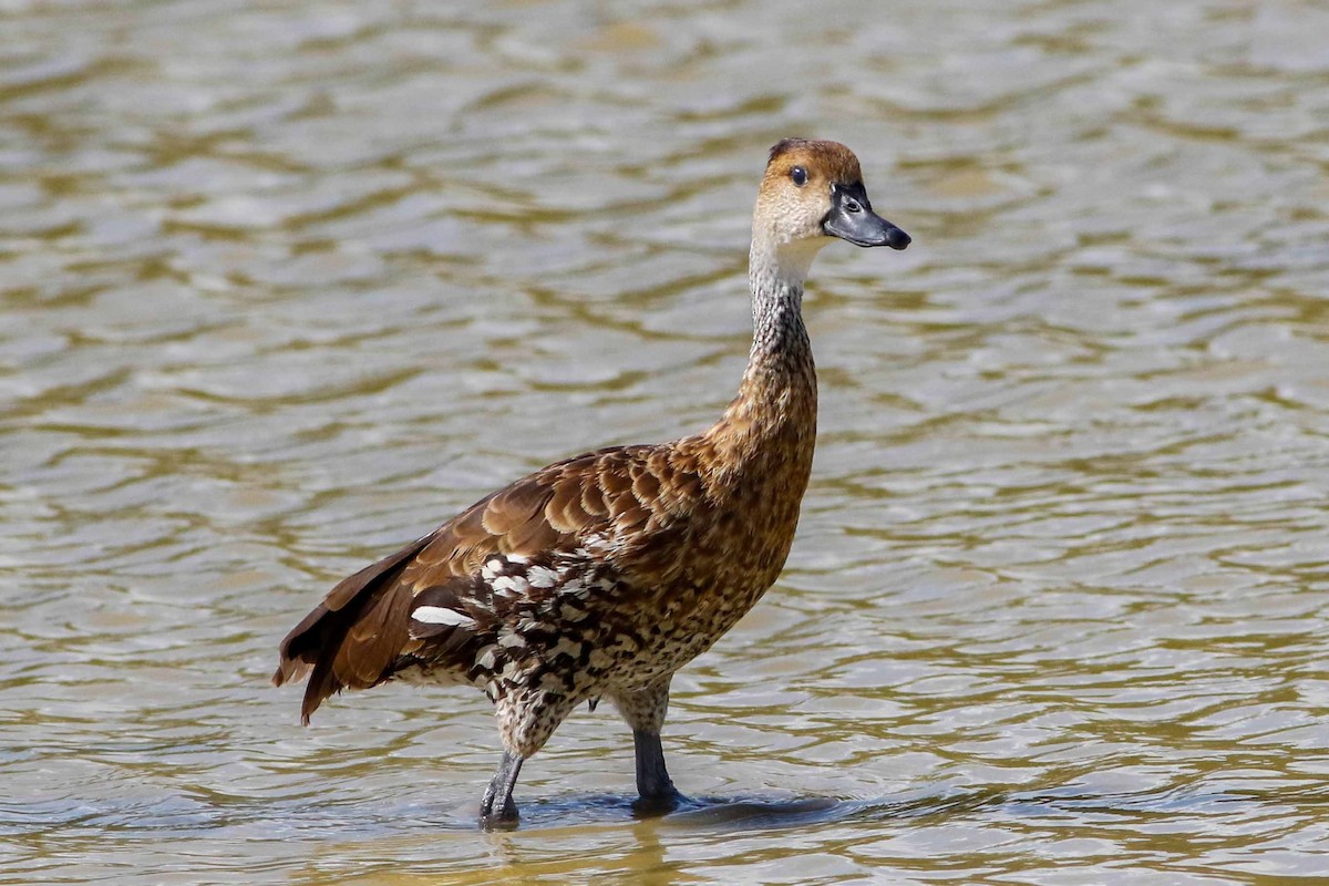West Indian Whistling-Duck - ML97473151