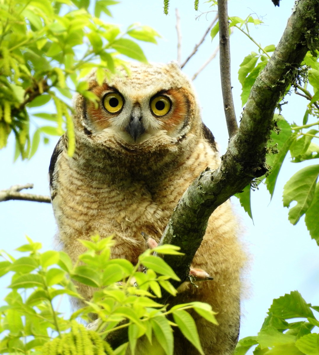 Great Horned Owl - Daniel Lane