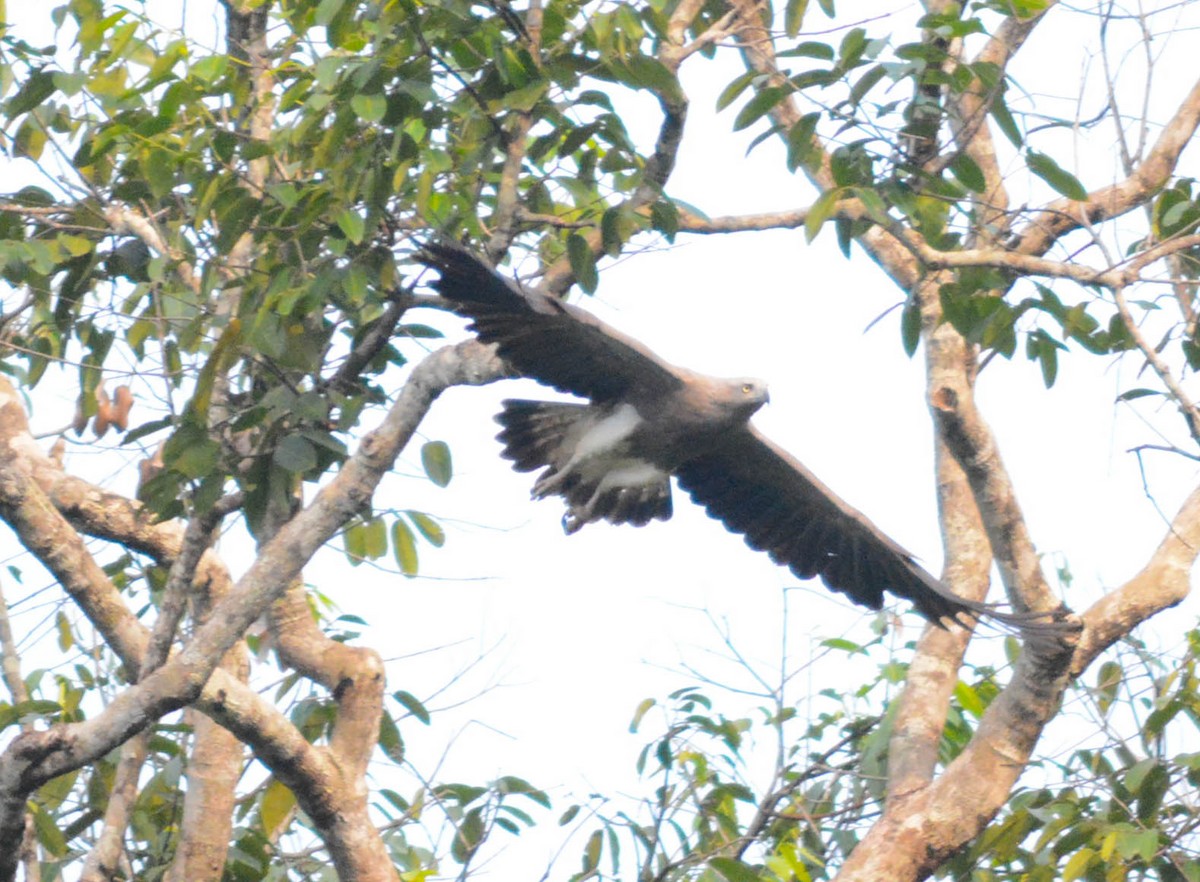 Lesser Fish-Eagle - Ashwini Bhatt
