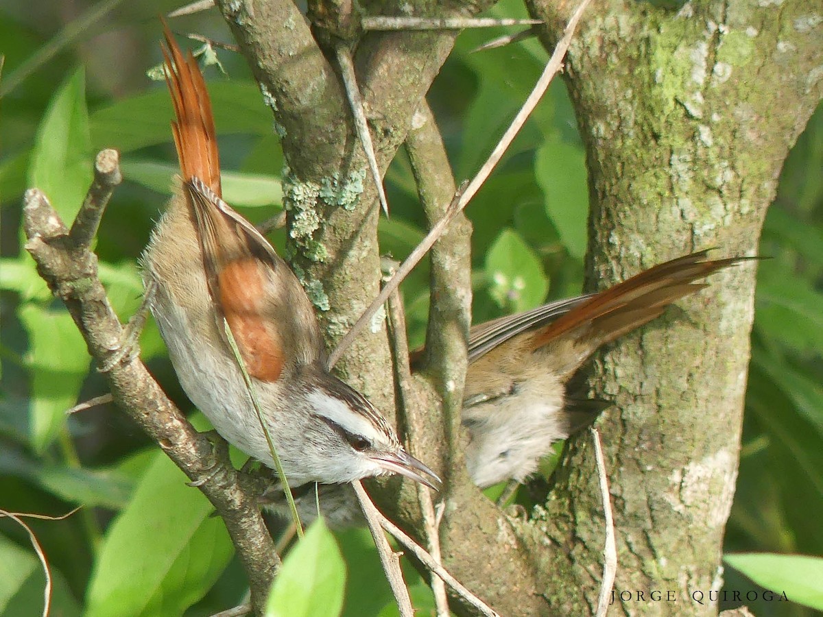Stripe-crowned Spinetail - Jorge  Quiroga