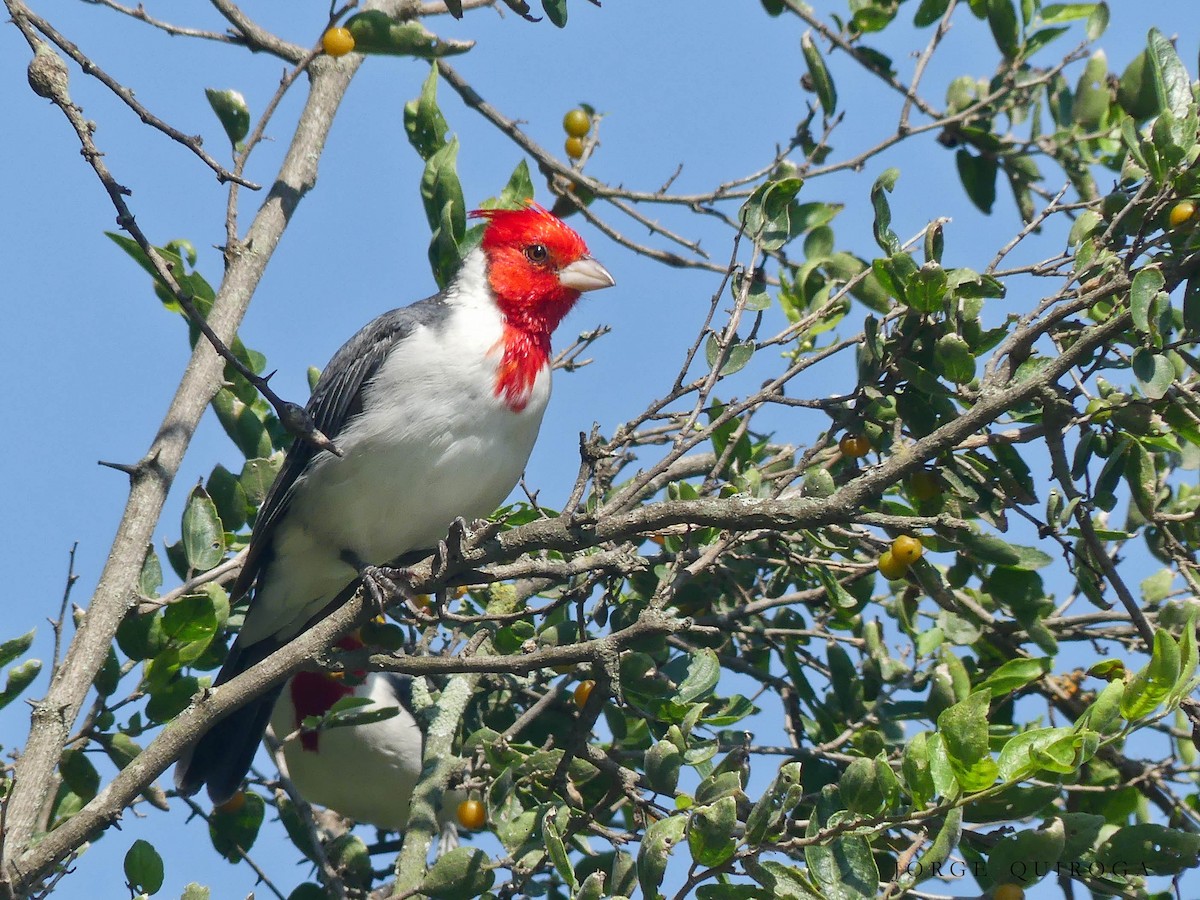 Red-crested Cardinal - ML97481641