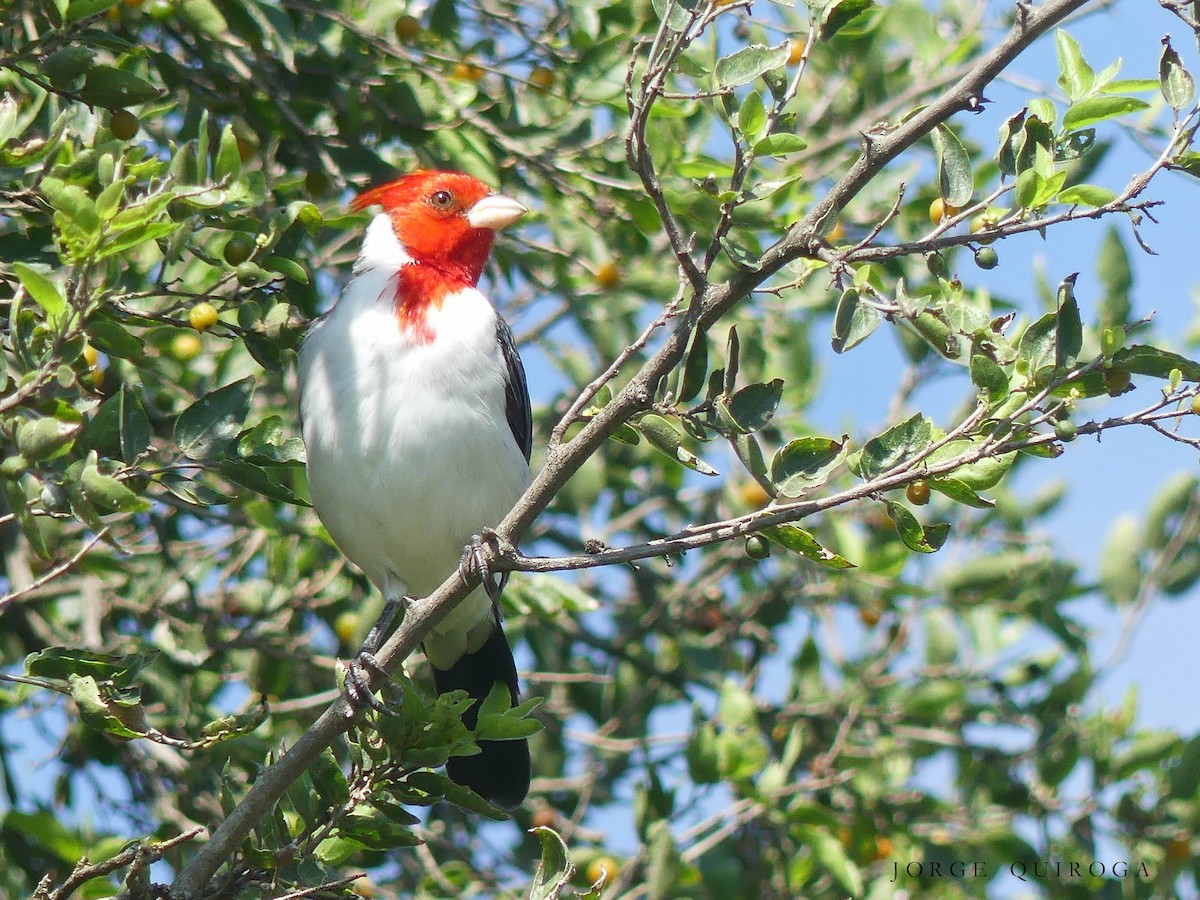 Red-crested Cardinal - ML97481661