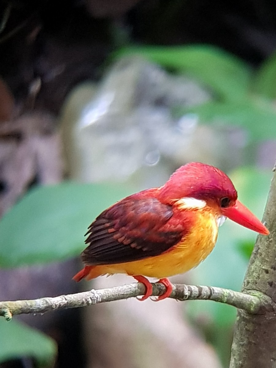 Rufous-backed Dwarf-Kingfisher - ML97482861