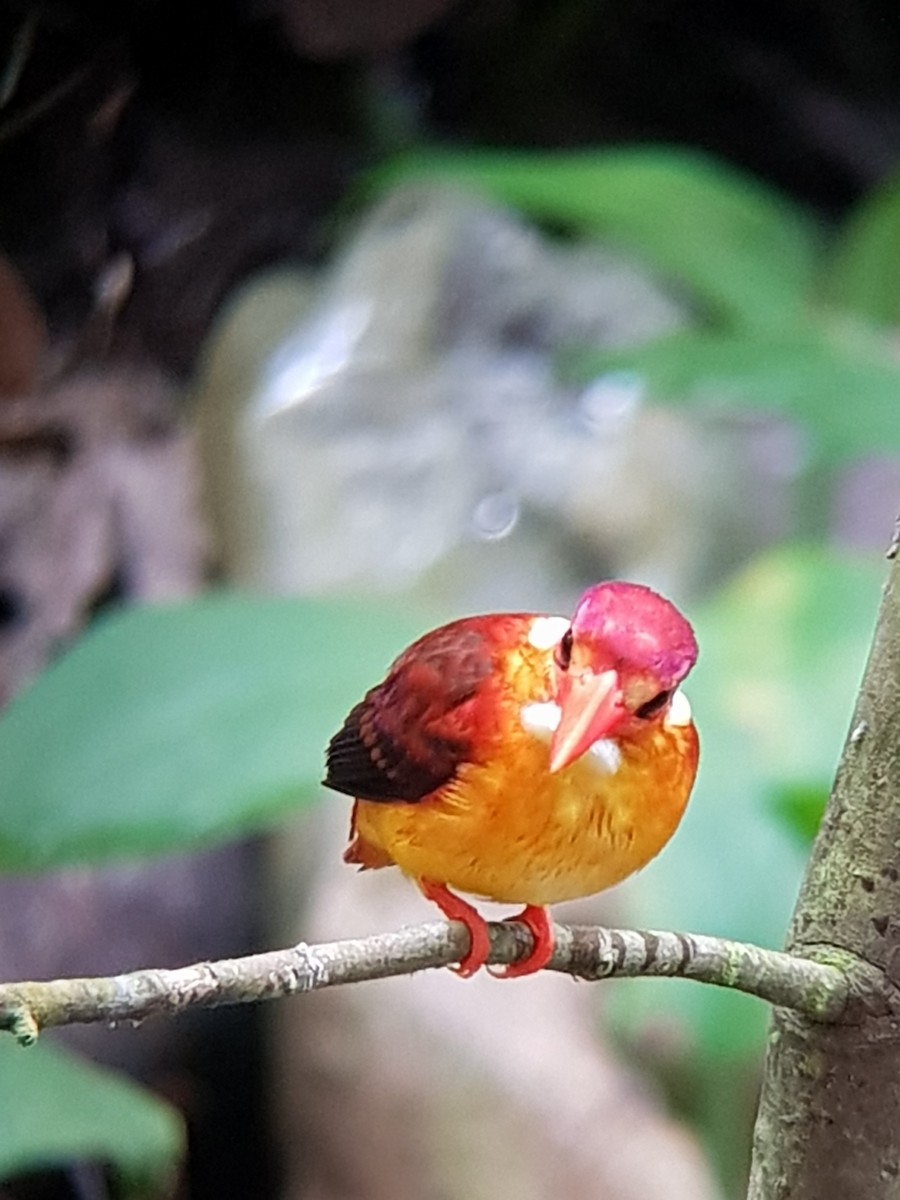Rufous-backed Dwarf-Kingfisher - Yeo Yee Ling