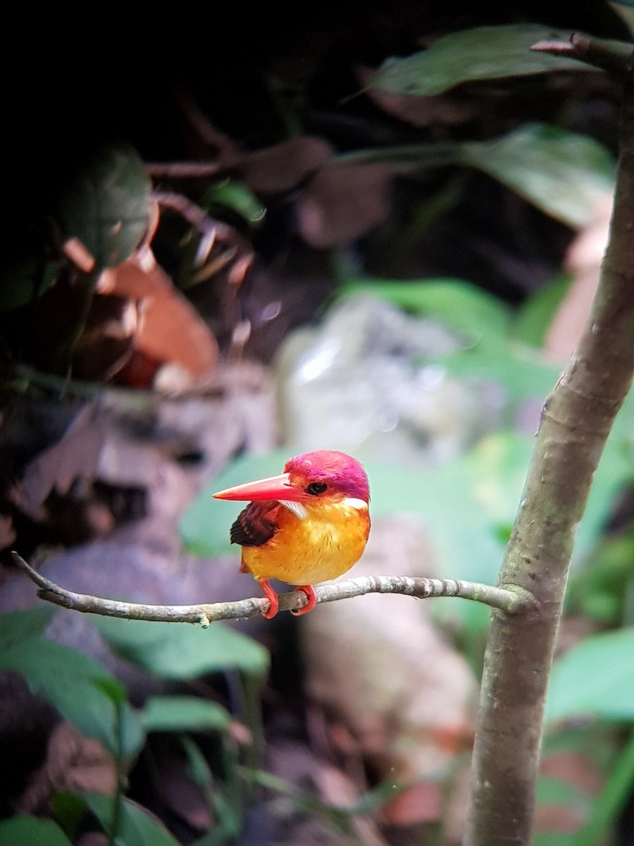 Rufous-backed Dwarf-Kingfisher - Yeo Yee Ling