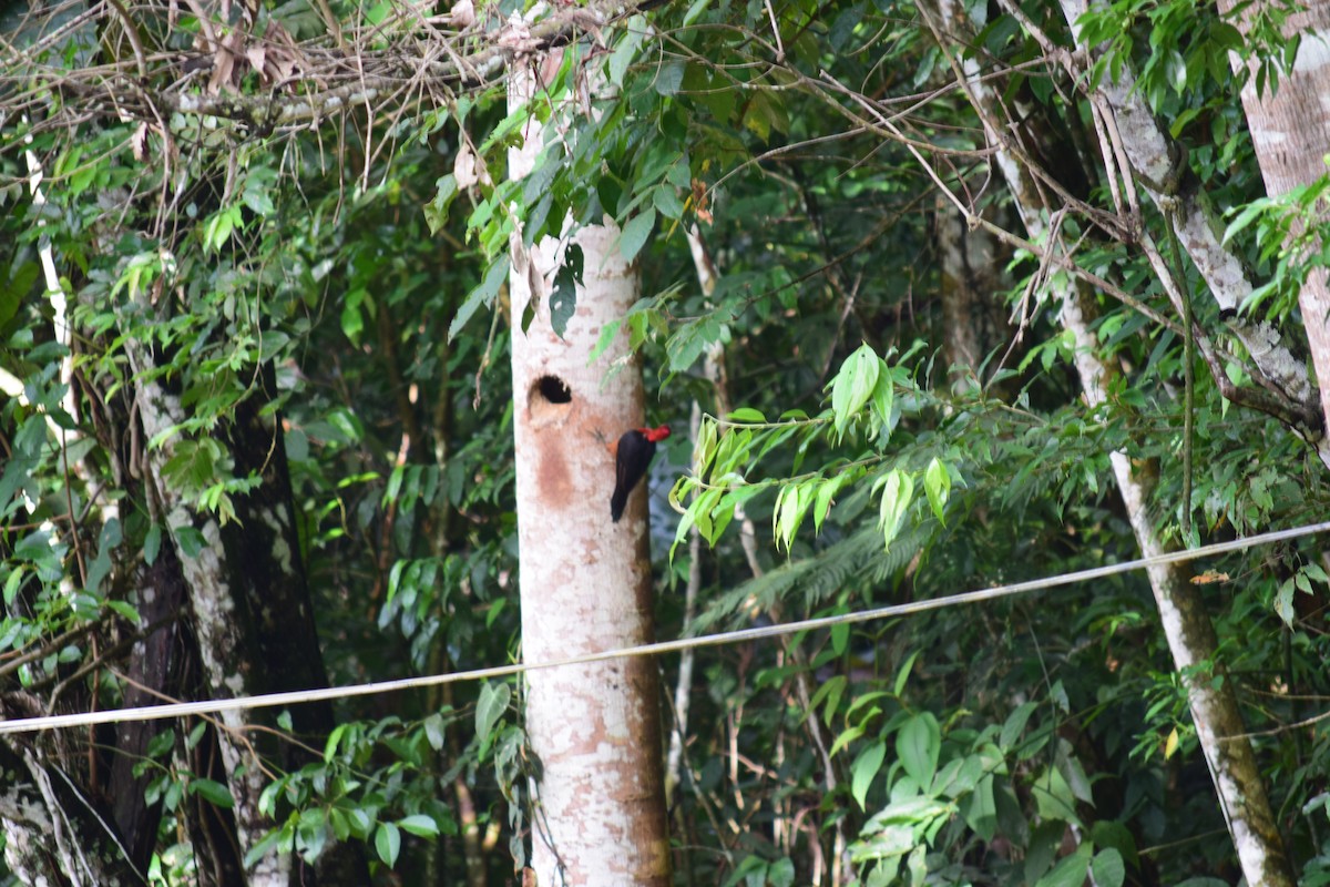 Red-necked Woodpecker - Jhon Zamudio