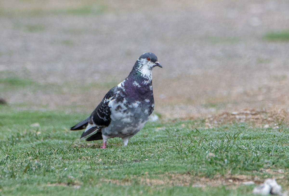 Rock Pigeon (Feral Pigeon) - Marianne Taylor