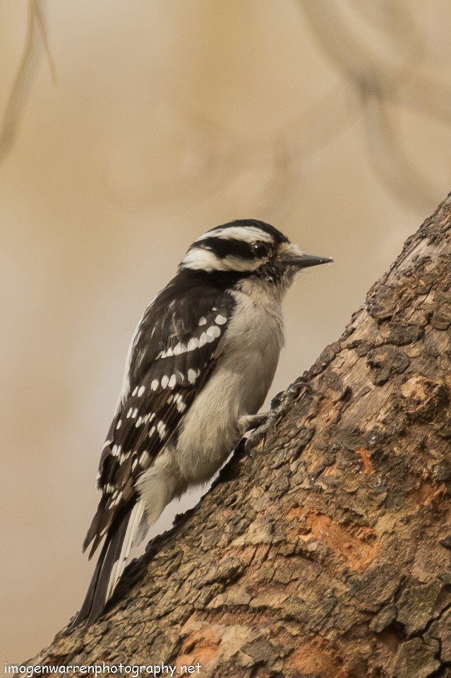 Downy Woodpecker (Eastern) - Imogen Warren