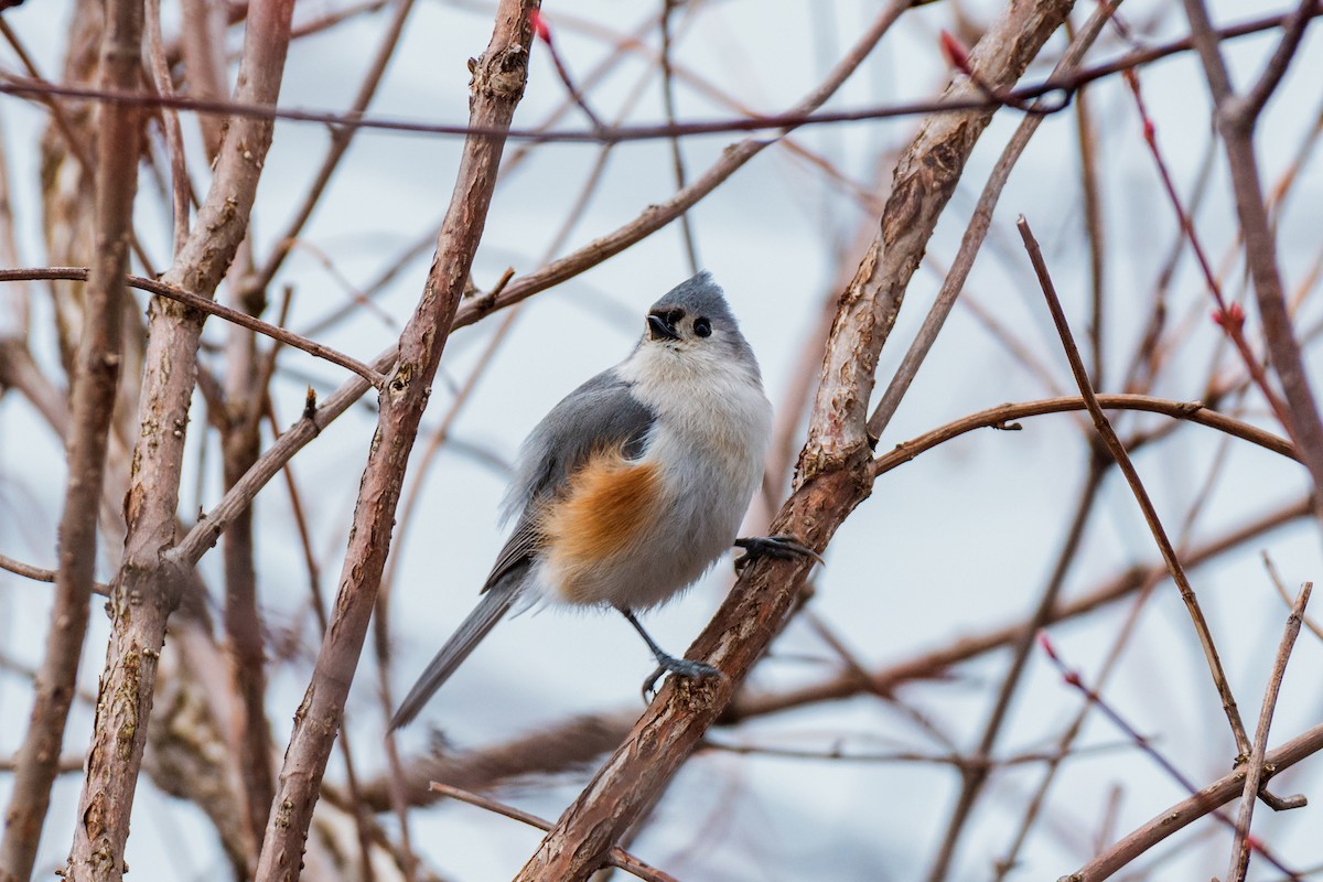 Tufted Titmouse - WVPD AmeriCorps