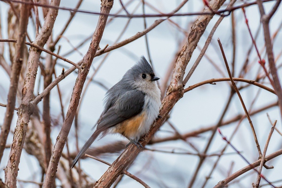Tufted Titmouse - WVPD AmeriCorps