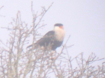 Crested Caracara (Northern) - Rich Hoyer