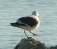 Yellow-footed Gull - ML97489751