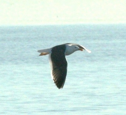 Yellow-footed Gull - ML97490221