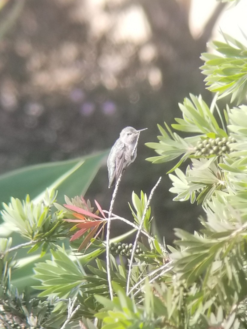 Black-chinned Hummingbird - ML97493751