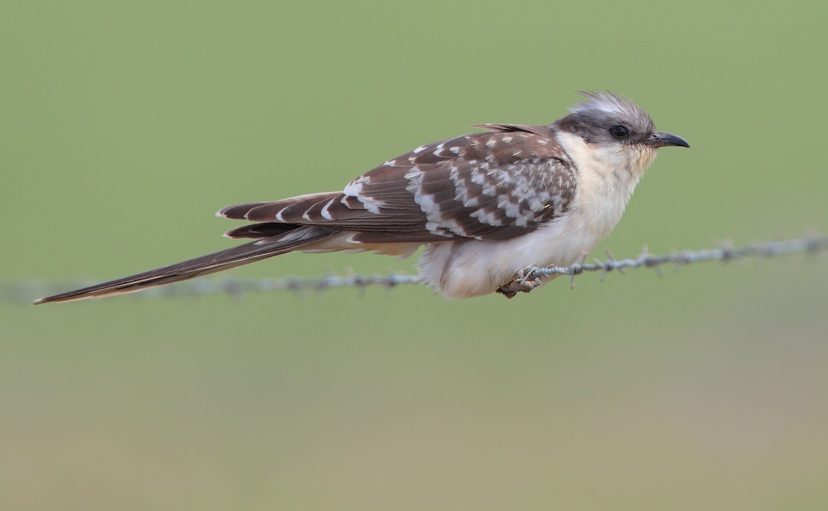 Great Spotted Cuckoo - ML97496771