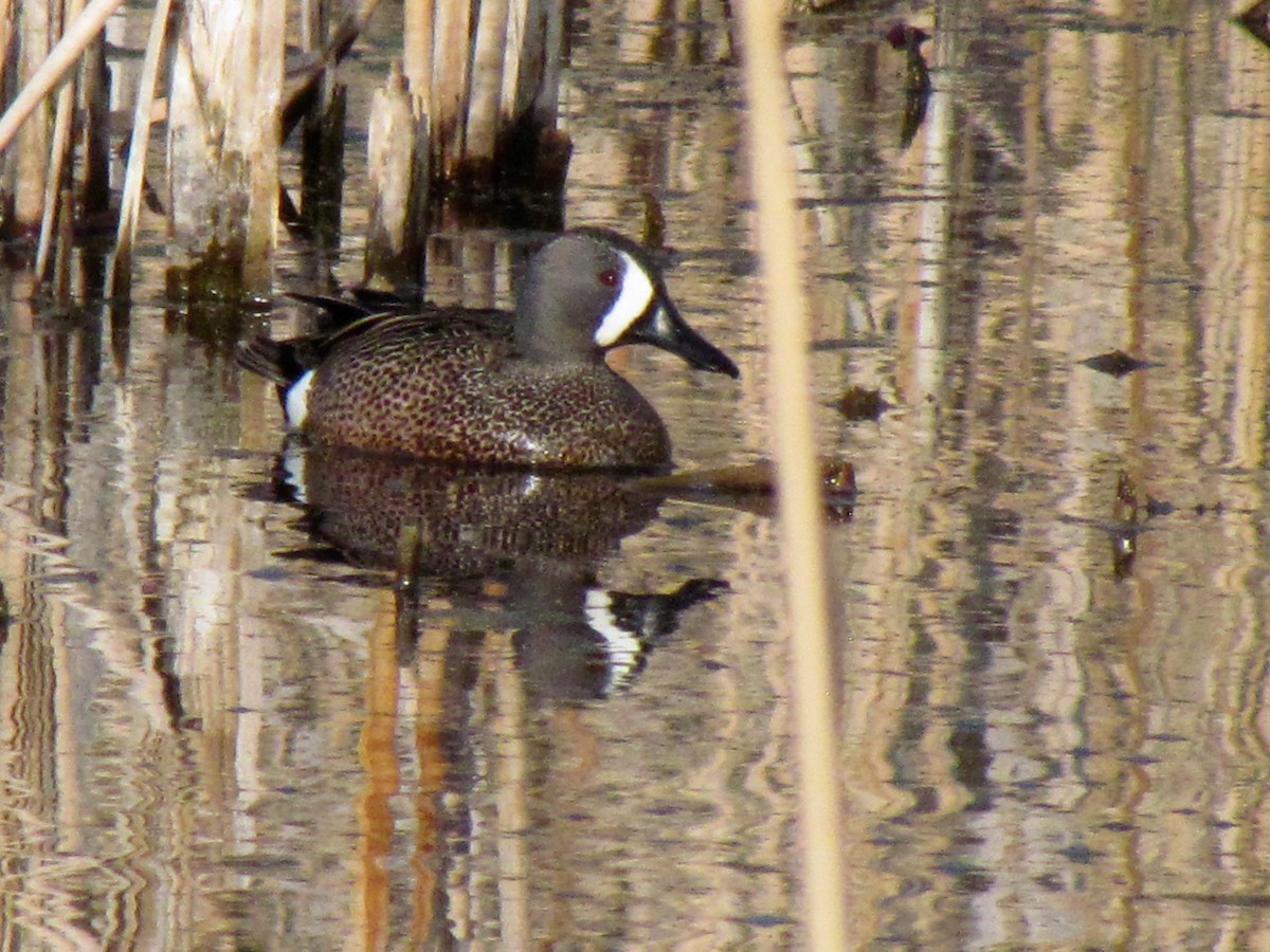 Blue-winged Teal - ML97497081