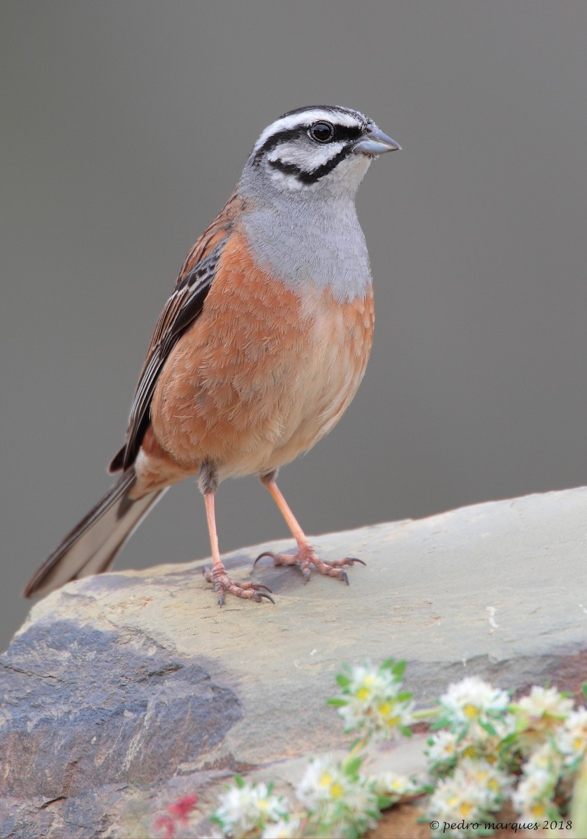 Rock Bunting - Pedro Marques