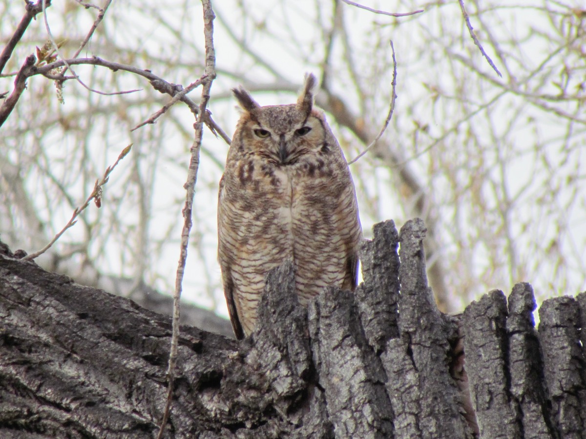 Great Horned Owl - Tanja Britton