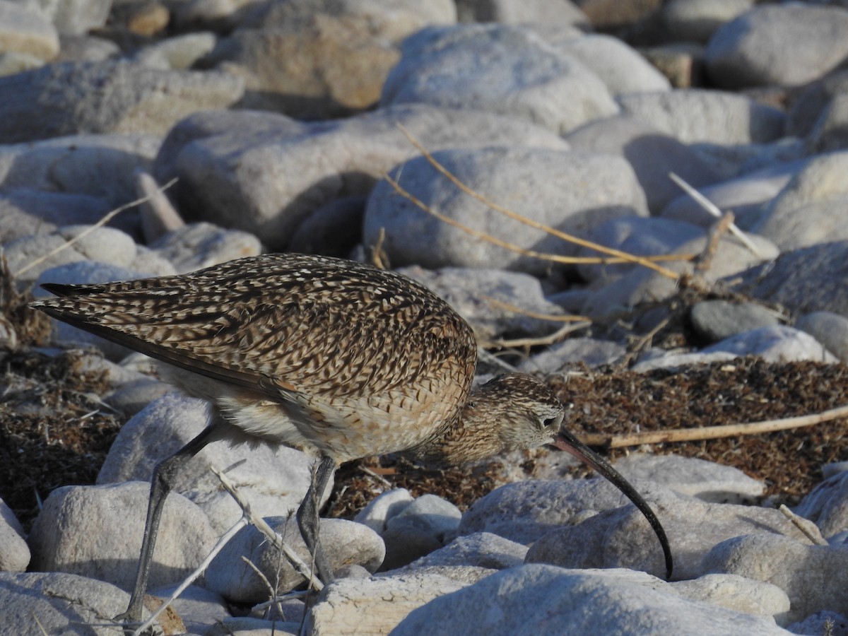 Long-billed Curlew - ML97498601