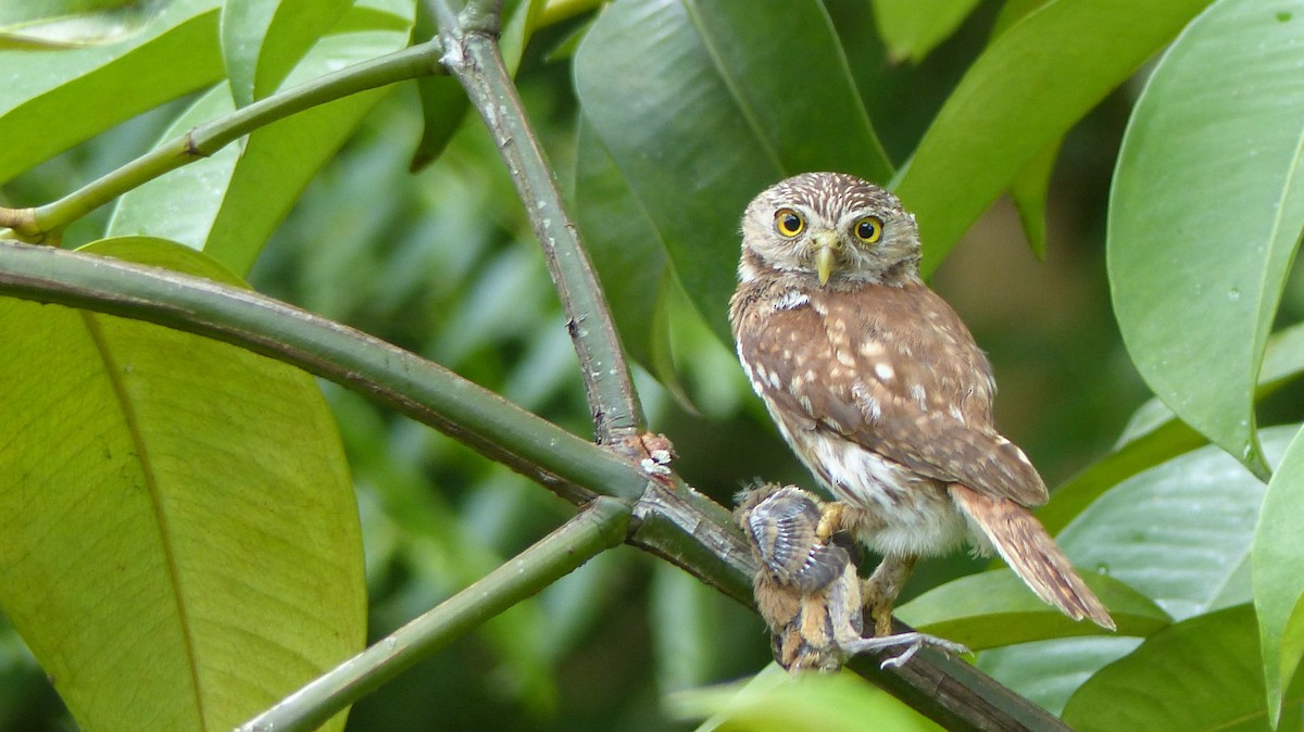 Peruvian Pygmy-Owl - Lisa Brunetti
