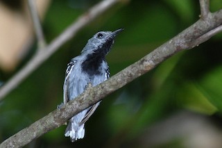  - Band-tailed Antwren