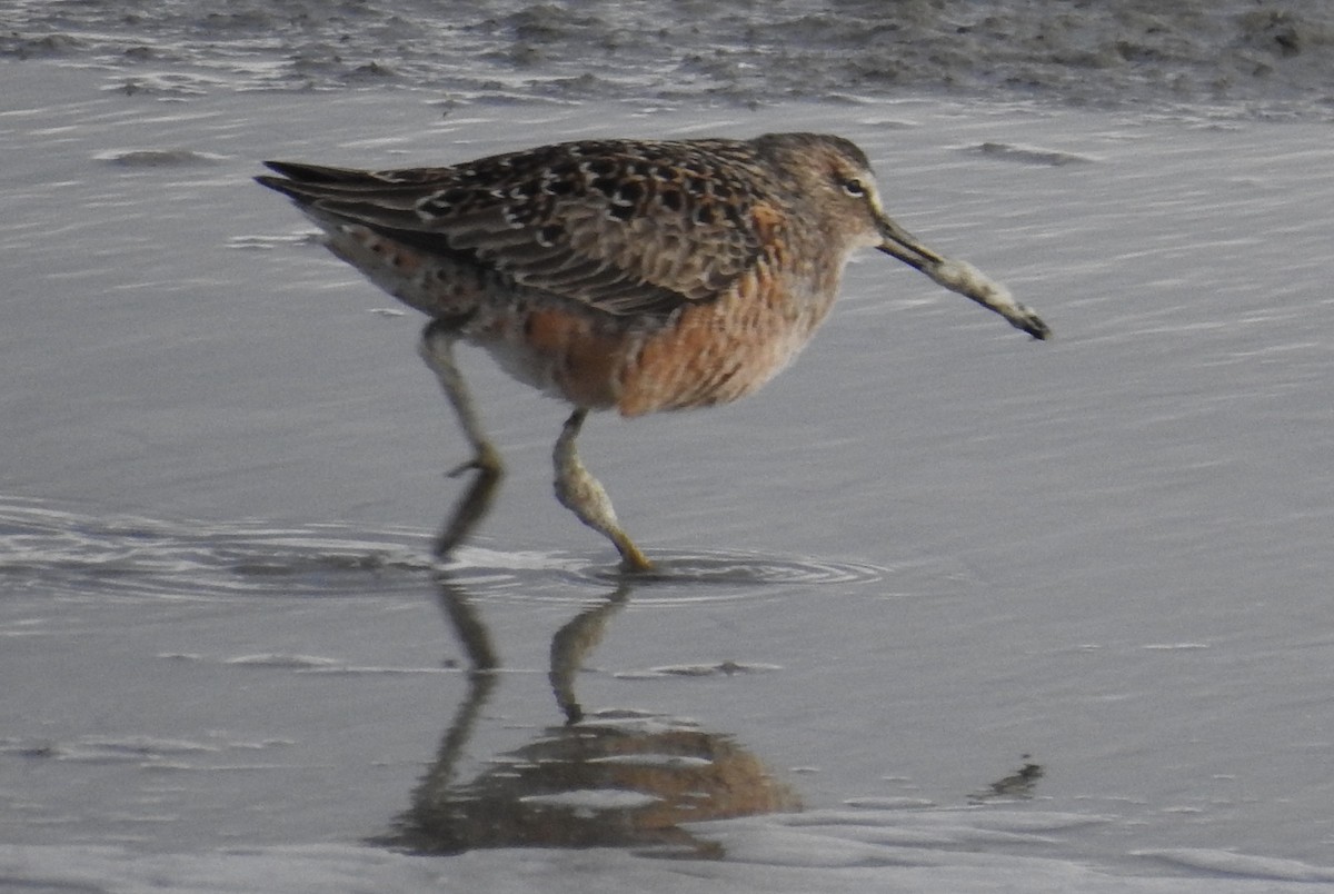 Long-billed Dowitcher - ML97504271