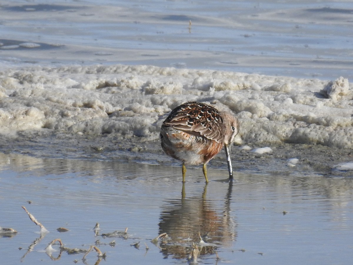 Long-billed Dowitcher - ML97504341