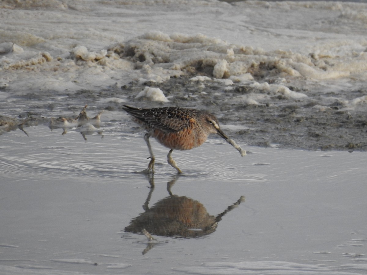 Long-billed Dowitcher - ML97504361