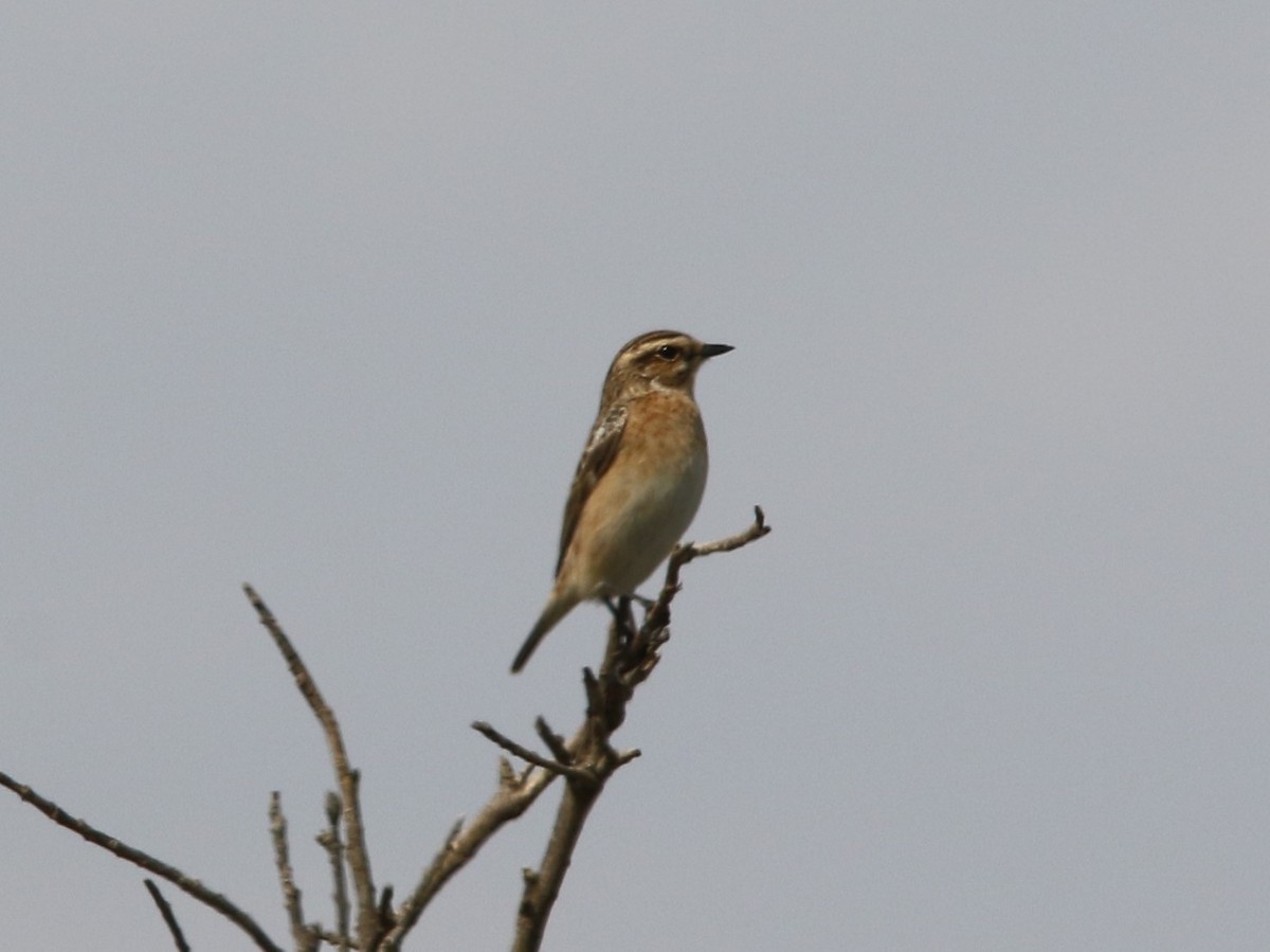 Whinchat - ML97506901