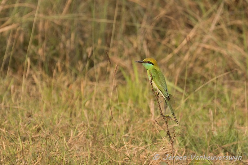 Asian Green Bee-eater - Jeroen Vanheuverswyn