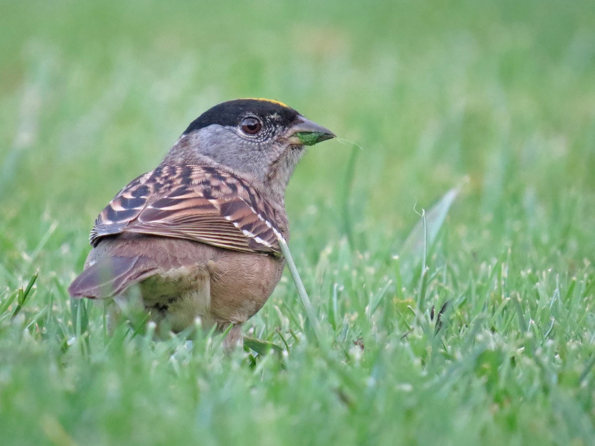 Golden-crowned Sparrow - Ian Hearn