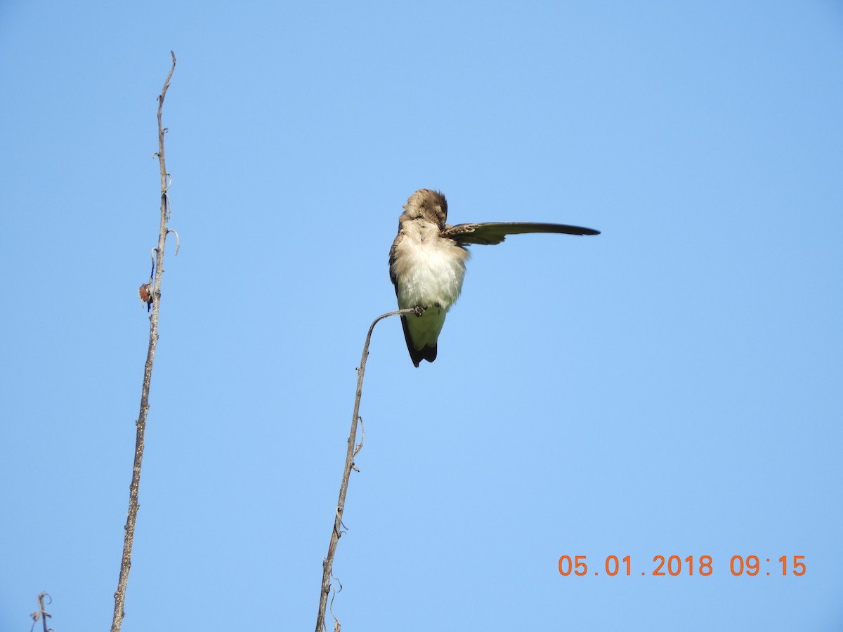 Northern Rough-winged Swallow - ML97511611