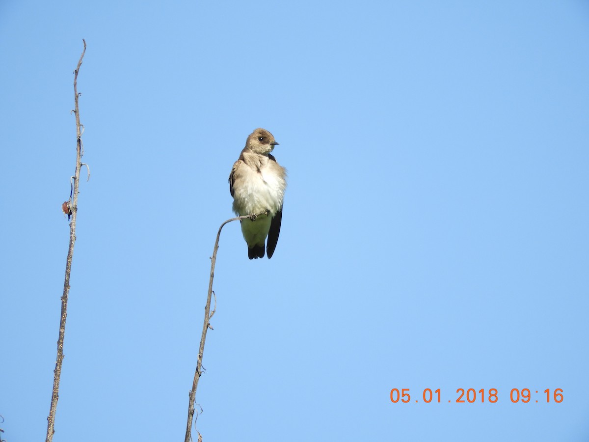 Northern Rough-winged Swallow - ML97511621