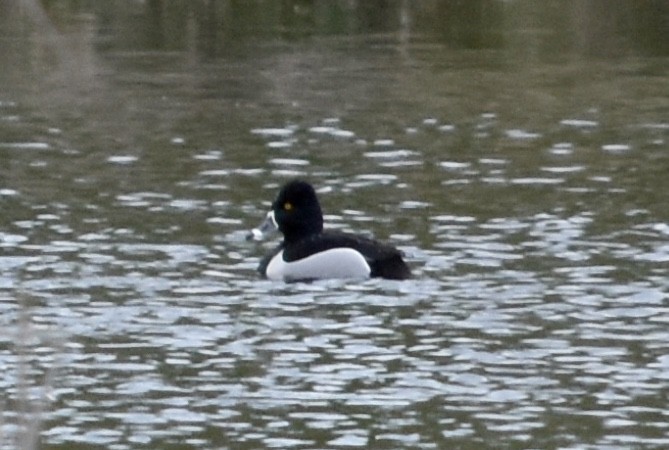 Ring-necked Duck - ML97512661