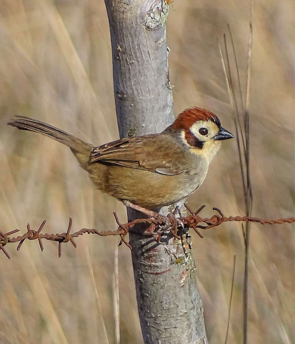 White-faced Ground-Sparrow - Alfonso Auerbach