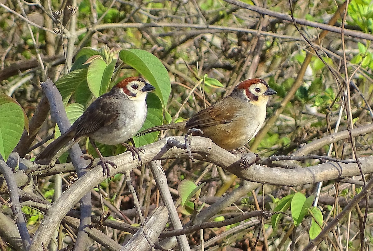 White-faced Ground-Sparrow - Alfonso Auerbach