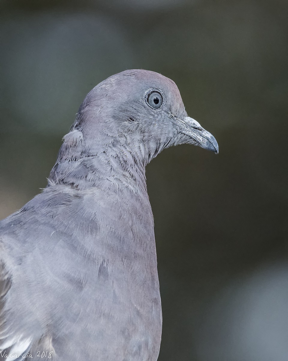 Spot-winged Pigeon - VERONICA ARAYA GARCIA