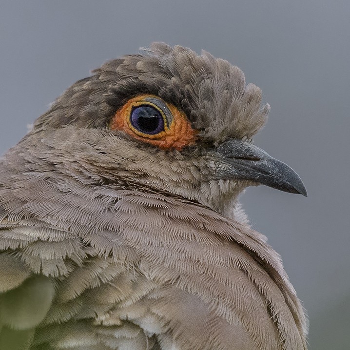 Bare-faced Ground Dove - VERONICA ARAYA GARCIA