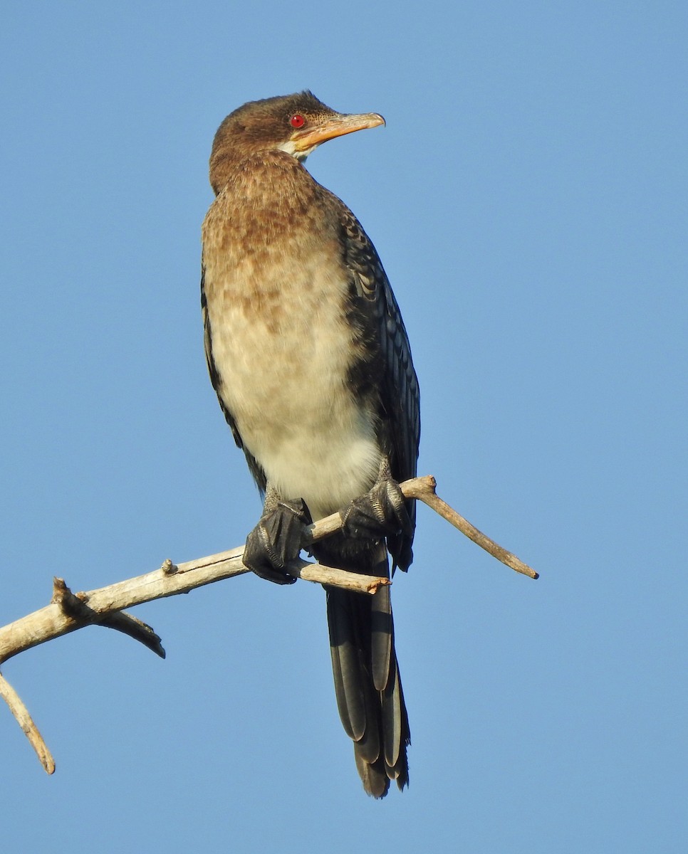 Long-tailed Cormorant - ML97514271