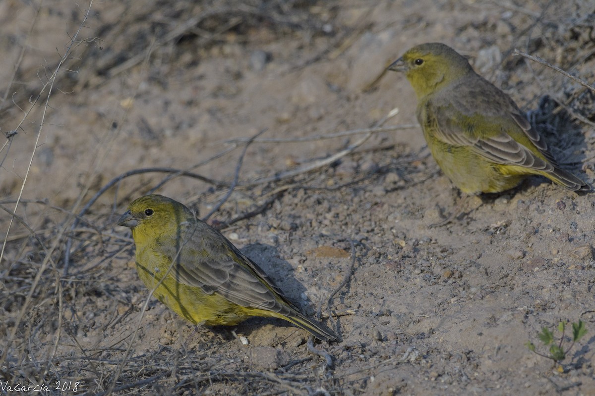 Greenish Yellow-Finch - ML97514961