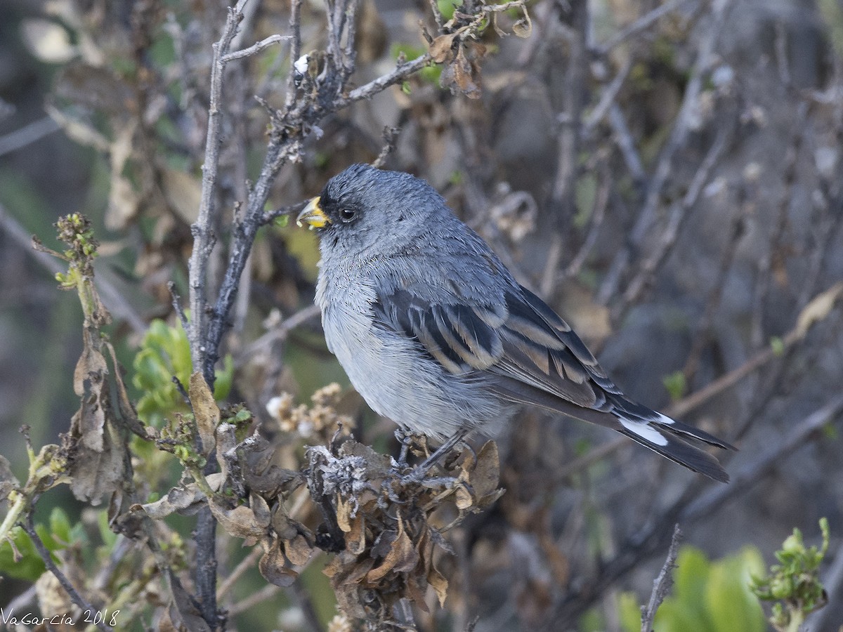 Band-tailed Seedeater - ML97515001