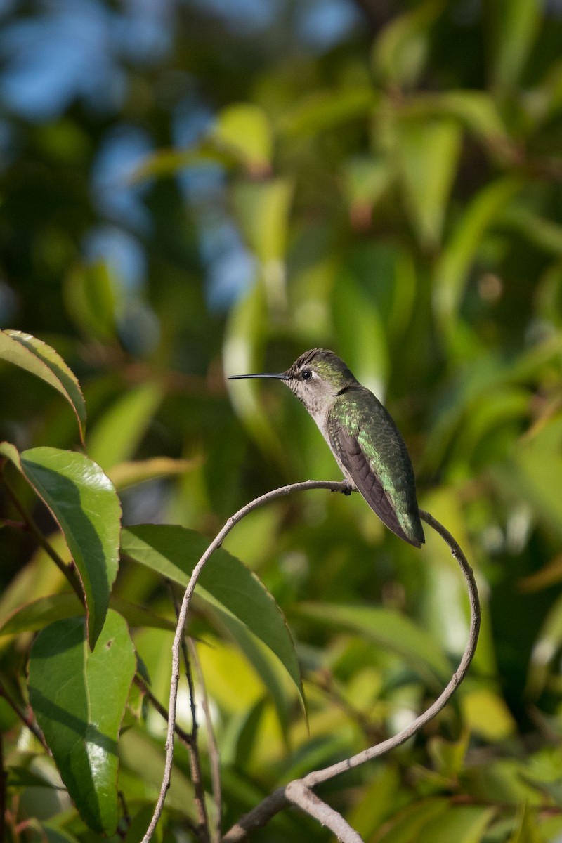 Anna's Hummingbird - ML97518001