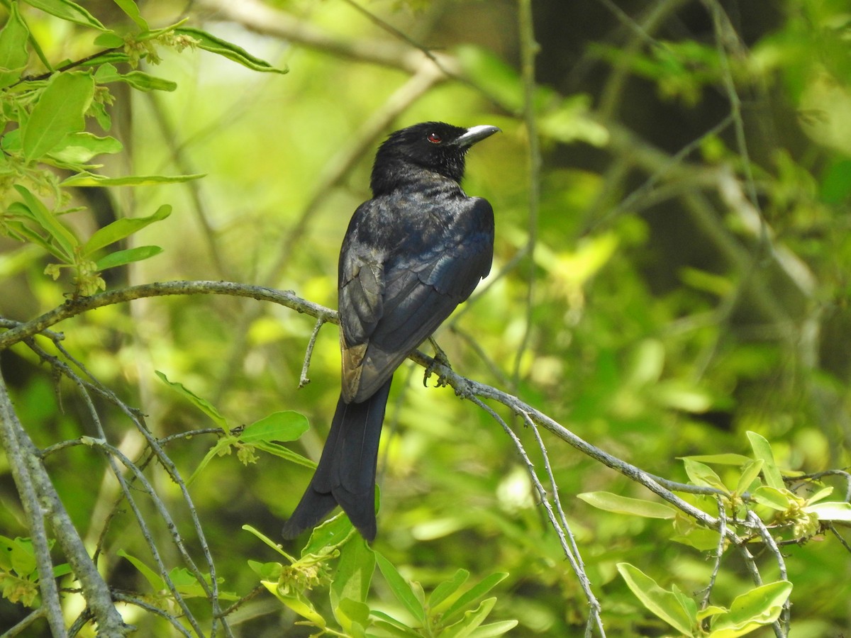 Fork-tailed Drongo - ML97518611