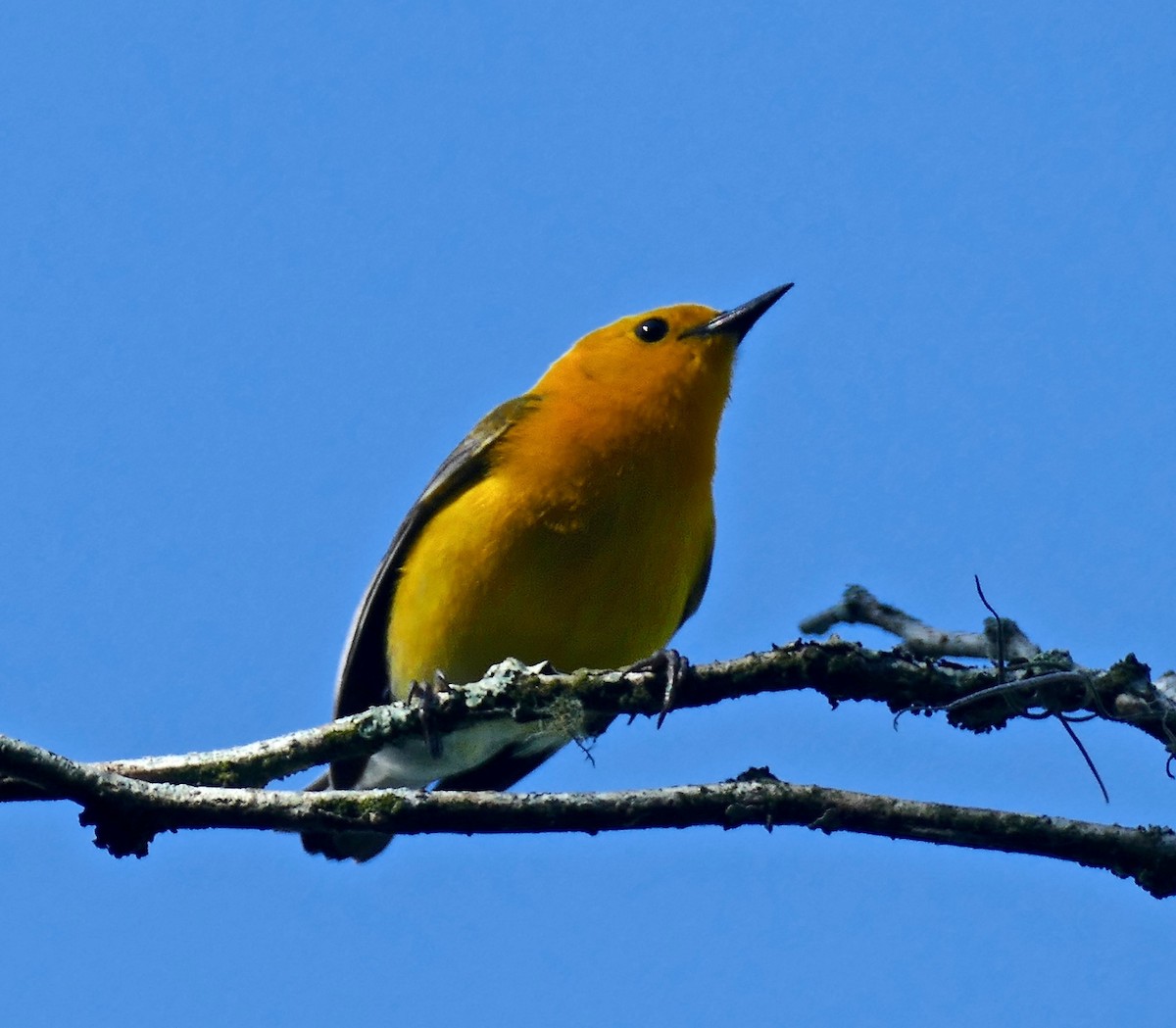 Prothonotary Warbler - ML97519621