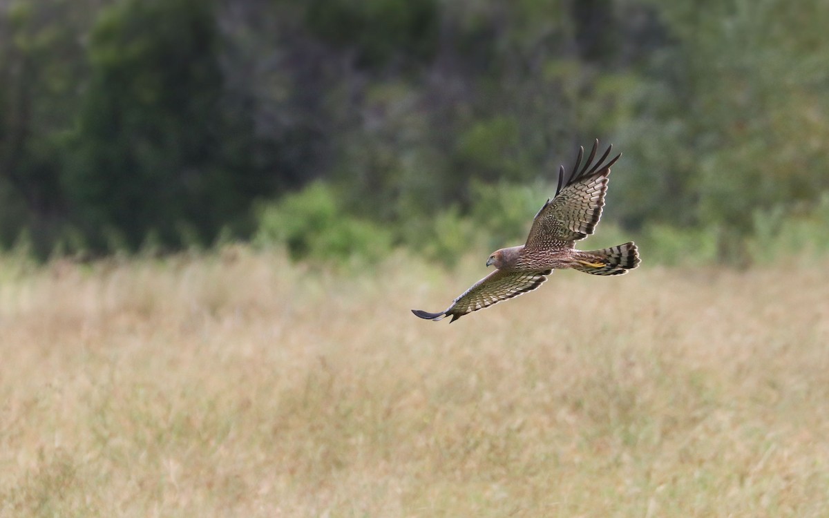 Spotted Harrier - ML97523941