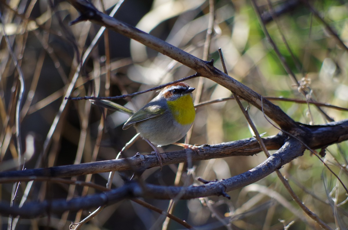 Rufous-capped Warbler - ML97524181