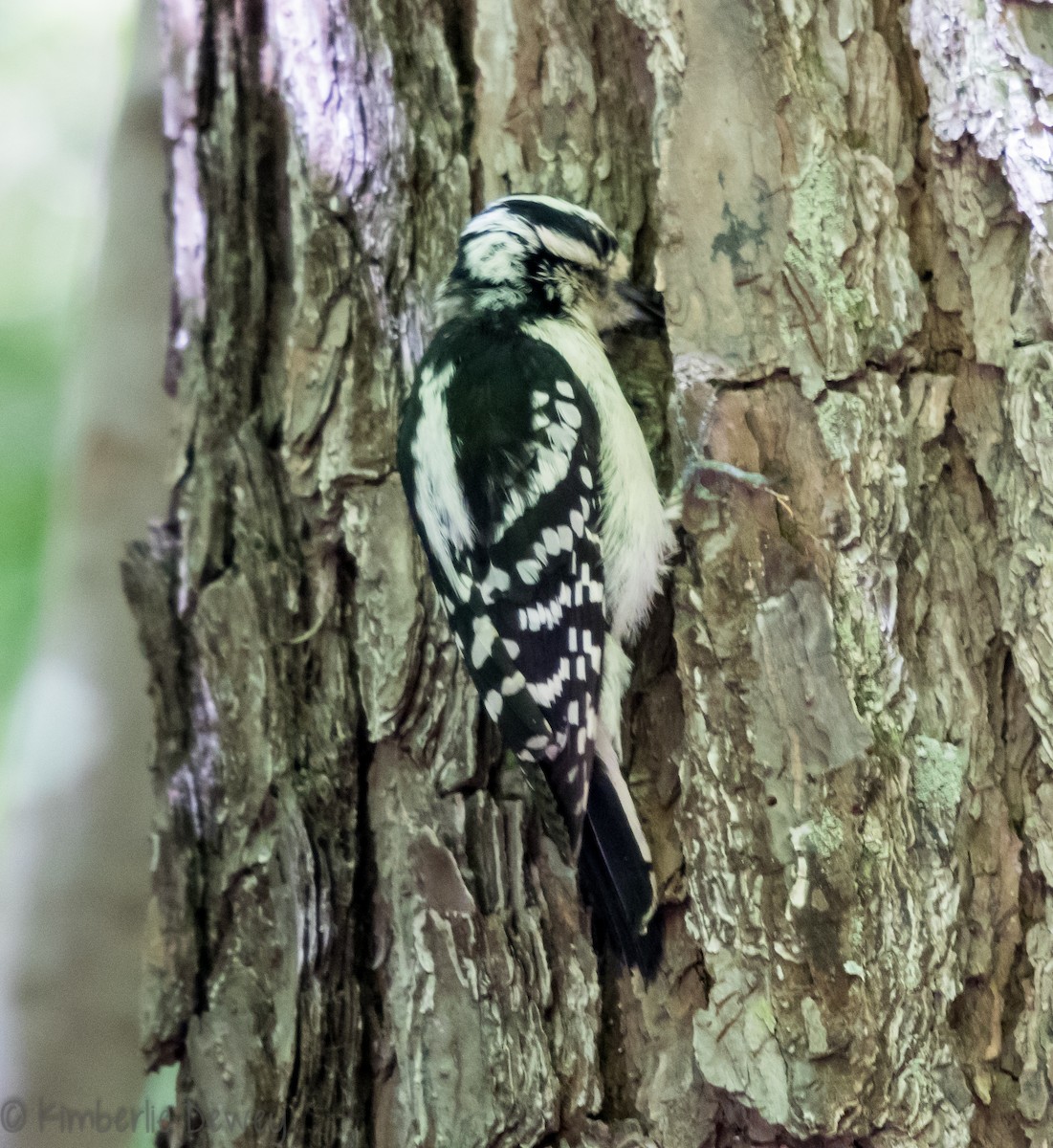 Downy Woodpecker - ML97529491